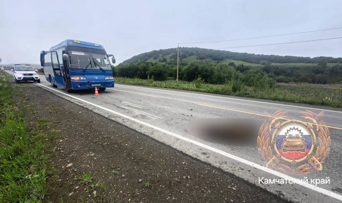 Хищник погиб: появились детали ЖДТП с участием автобуса и медведя
