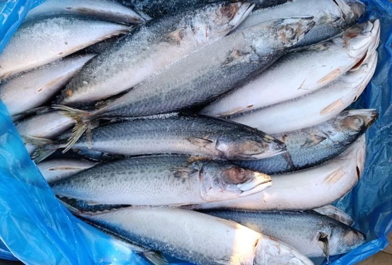 В июле рыбу с Камчатки отправляли в Китай, Южную Корею и страны Евросоюза