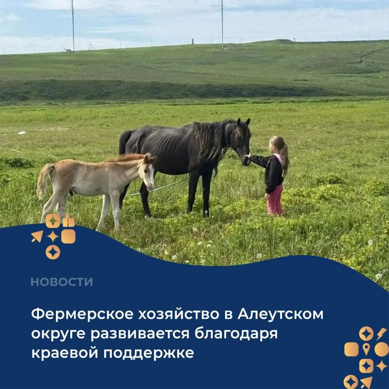 Краевая поддержка способствует развитию фермерского хозяйства в Алеутском округе