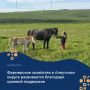 Краевая поддержка способствует развитию фермерского хозяйства в Алеутском округе