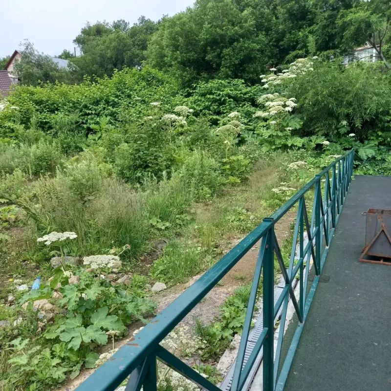#нам_пишут. Вся улица заросла борщевиком… И это не придомовые территории #нам_пишут. Вся улица заросла борщевиком… И это не придомовые территории