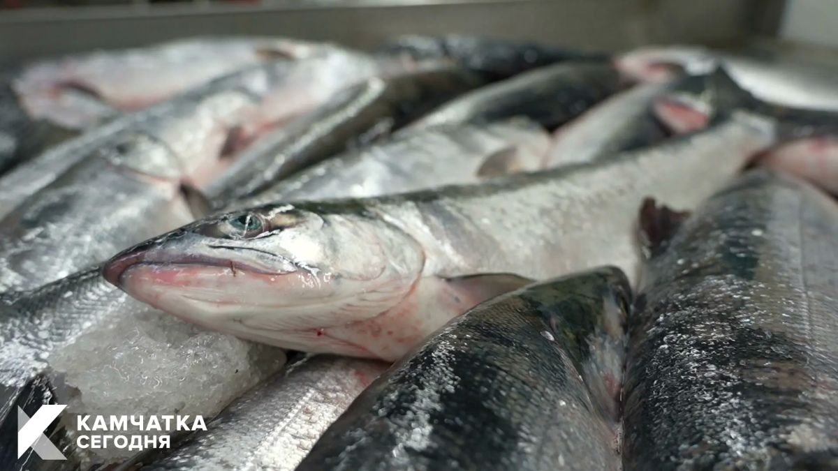 Вылов лососей на Камчатке приближается к 50 тысячам тонн