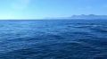 Косаток сняли на видео у берегов Камчатки