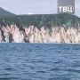 Косаток с детенышами на Камчатке мучают ради эффектных фотографий