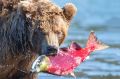 Ждут лосось часами. Редкие кадры медвежьей рыбалки на Камчатке