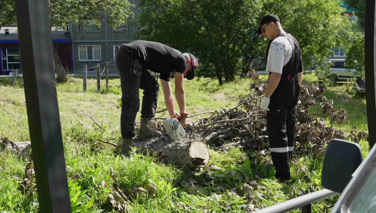 В сквере на Солнечной в Петропавловске-Камчатском убрали аварийные деревья В сквере на Солнечной в Петропавловске-Камчатском убрали аварийные деревья