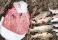 Браконьер на западе Камчатки наловил лосося и икры на 500 тысяч рублей