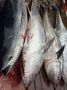 Вот это улов. Подписчики сообщают, что в Усть-Камчатском заливе были пойманы 4 тунца
