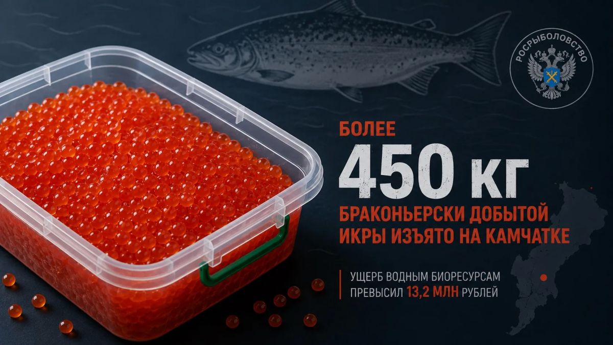 Более 450 кг браконьерской икры изъяли на Камчатке