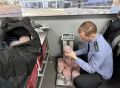 На Камчатке пресекли две попытки вывезти икру без маркировки