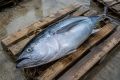 Голубой тунец добрался до Камчатки - и уже охотится на наших лососей