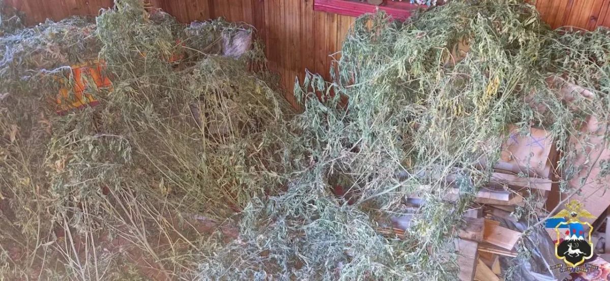На Камчатке у жителя Елизовского района изъяли более 7,7 кг конопли На Камчатке у жителя Елизовского района изъяли более 7,7 кг конопли