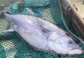 Голубой тунец из-за глобального потепления начал осваивать Камчатку, его вылов разрешён