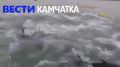 Поймал тунца — съел. Продать не получится