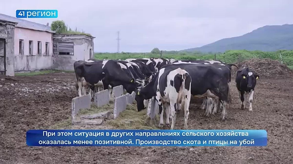 Почти в 11 раз выросло производство яиц на Камчатке