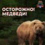 Накануне в Петропавловске заметили медведя — горожан призывают к осторожности