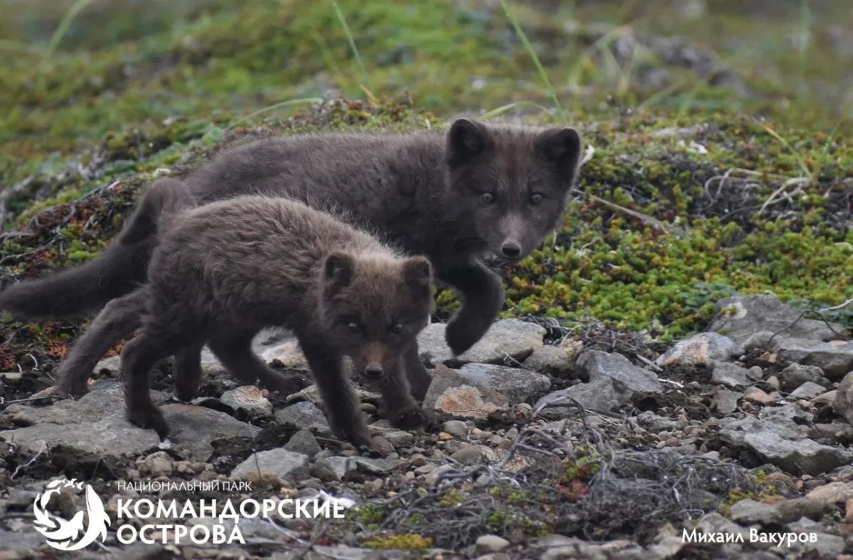 В главном аэропорту Камчатки открылась фотовыставка, посвященная Командорским островам В главном аэропорту Камчатки открылась фотовыставка, посвященная Командорским островам