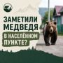 Заметили медведя в населённом пункте? Действуйте по правилам безопасности: