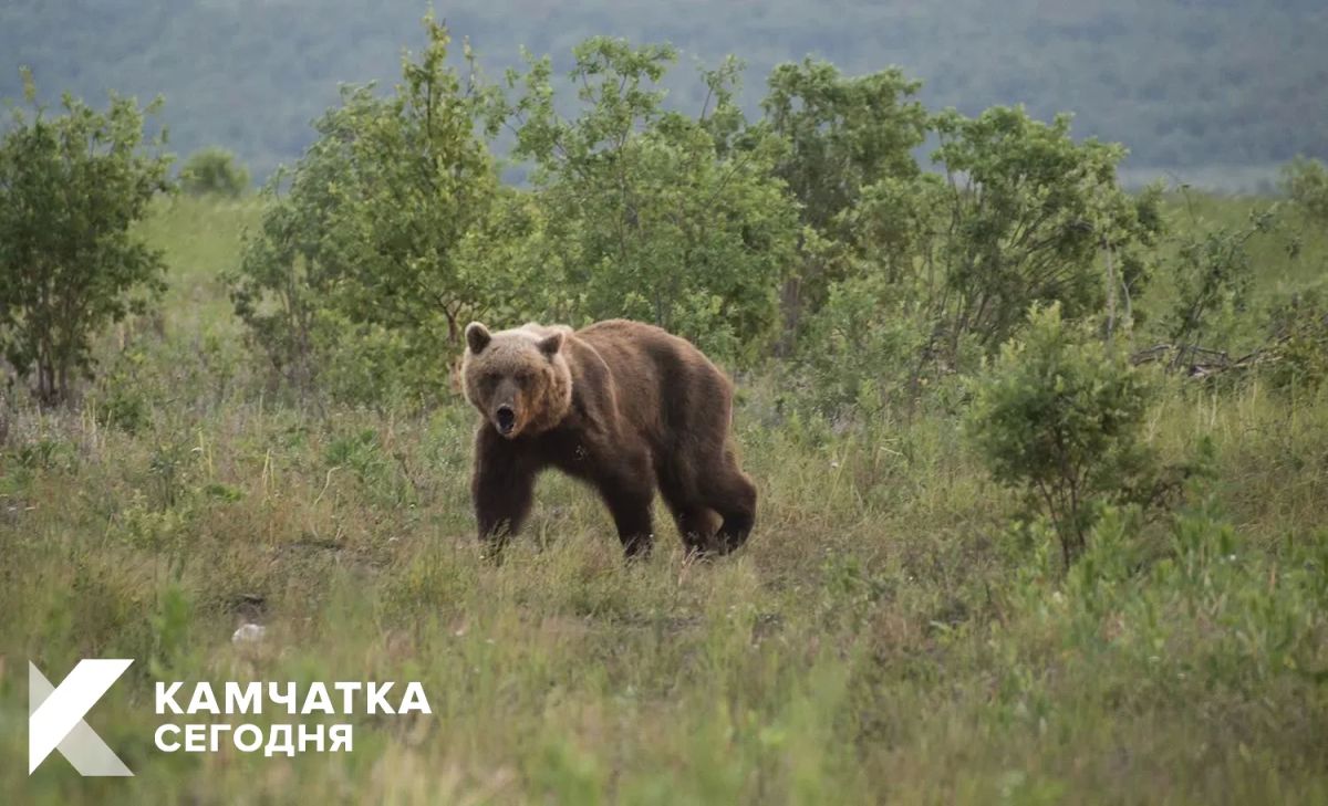 Опасного медведя ликвидировали в краевой столице