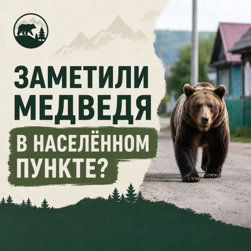 Если вы заметили медведей в населённых пунктах или рядом с жилыми массивами, соблюдайте правила безопасности: