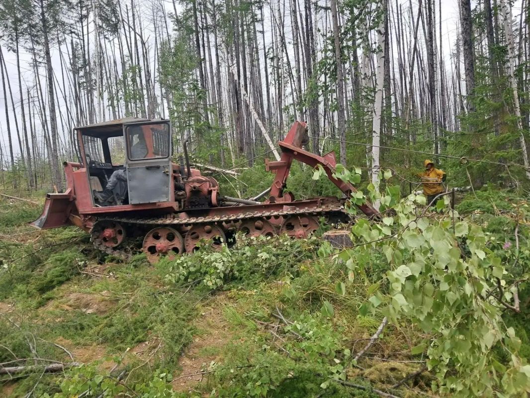 Оздоровление лесов на Камчатке проведут на площади 200 гектаров
