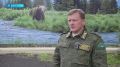 В людоедстве ложно обвинили медведя на Камчатке после обнаружения тела рыбака
