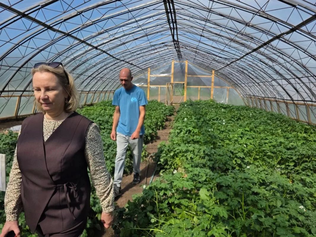 Камчатка нарастила производство своего семенного картофеля Камчатка нарастила производство своего семенного картофеля
