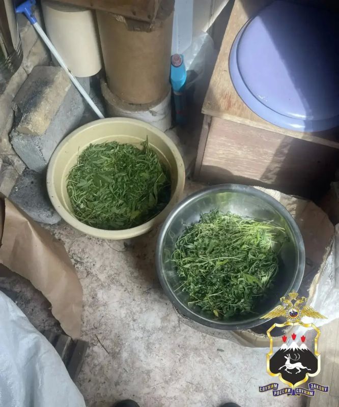На Камчатке полиция изъяла у дачника более 2,2 кг конопли На Камчатке полиция изъяла у дачника более 2,2 кг конопли