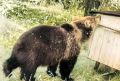 На Камчатке ликвидировали поселившегося у пасеки с мёдом на дачах медведя