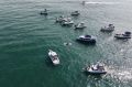 На Камчатке ищут способы оградить косаток от назойливого внимания туристов