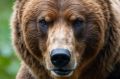 Эксклюзив. Медведь напал на людей в лесу на Камчатке