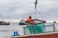Рыбный провал на Камчатке: учёные обещали мало, а вышло ещё меньше
