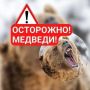 Медведь бродит в Петропавловске-Камчатском