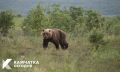 За сутки на Камчатке случились сразу два инцидента с участием медведей