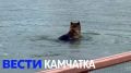 Медведи всё чаще выходят в Петропавловск
