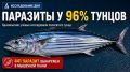 ИССЛЕДОВАНИЕ ДНЯ. Тунцы зачастили на Камчатку - а у их сородичей нашли 1 600 паразитов Пока у наших берегов всё чаще замечают тунцов, бразильские учёные изучили 53 полосатых тунца (Katsuwonus pelamis) и обнаружили более 1...