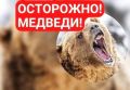 Медведя видели вилючинском районе Рыбачий