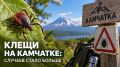 КАМЧАТЦЕВ СТАЛИ ЧАЩЕ КУСАТЬ КЛЕЩИ