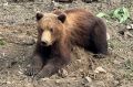 Охотоведы застрелили медведя