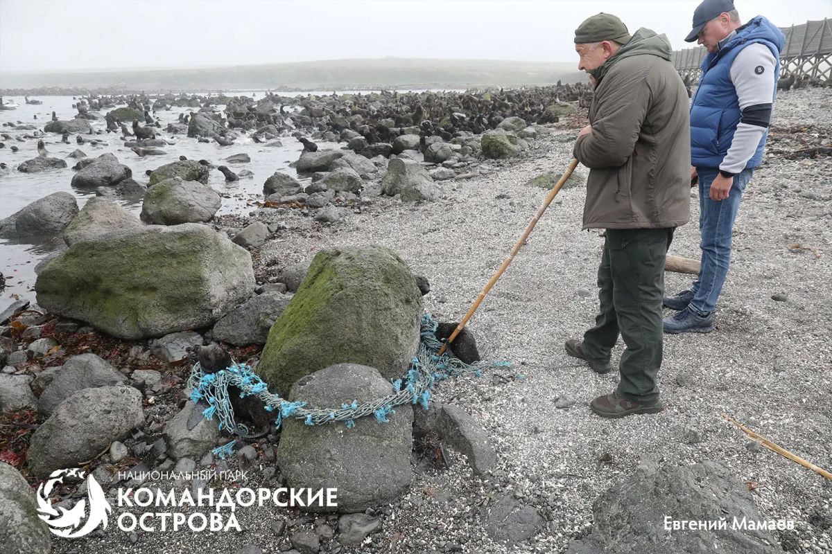 На Командорах гости помогли спасти трёх щенков морского котика из сетей На Командорах гости помогли спасти трёх щенков морского котика из сетей