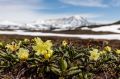 Сход лавовых потоков фиксируется на вулкане Крашенинникова на Камчатке