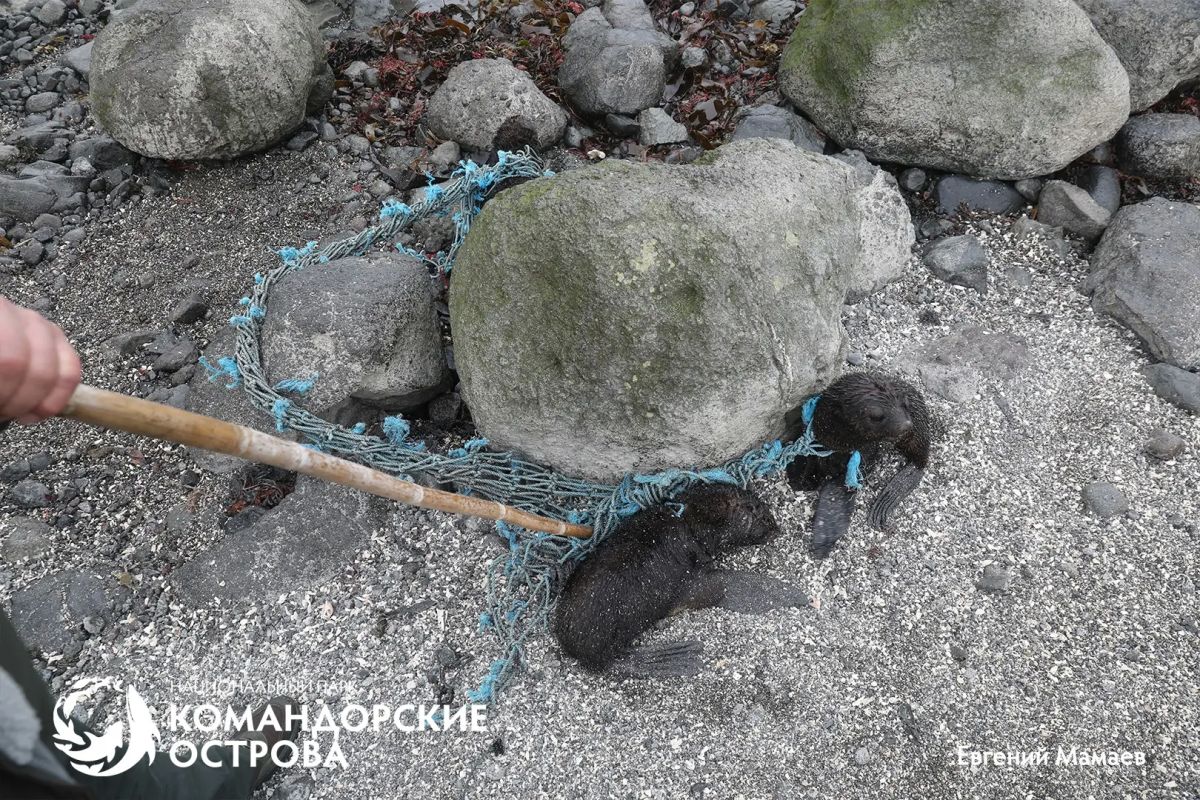 На Командорах гости помогли спасти трёх щенков морского котика из сетей На Командорах гости помогли спасти трёх щенков морского котика из сетей