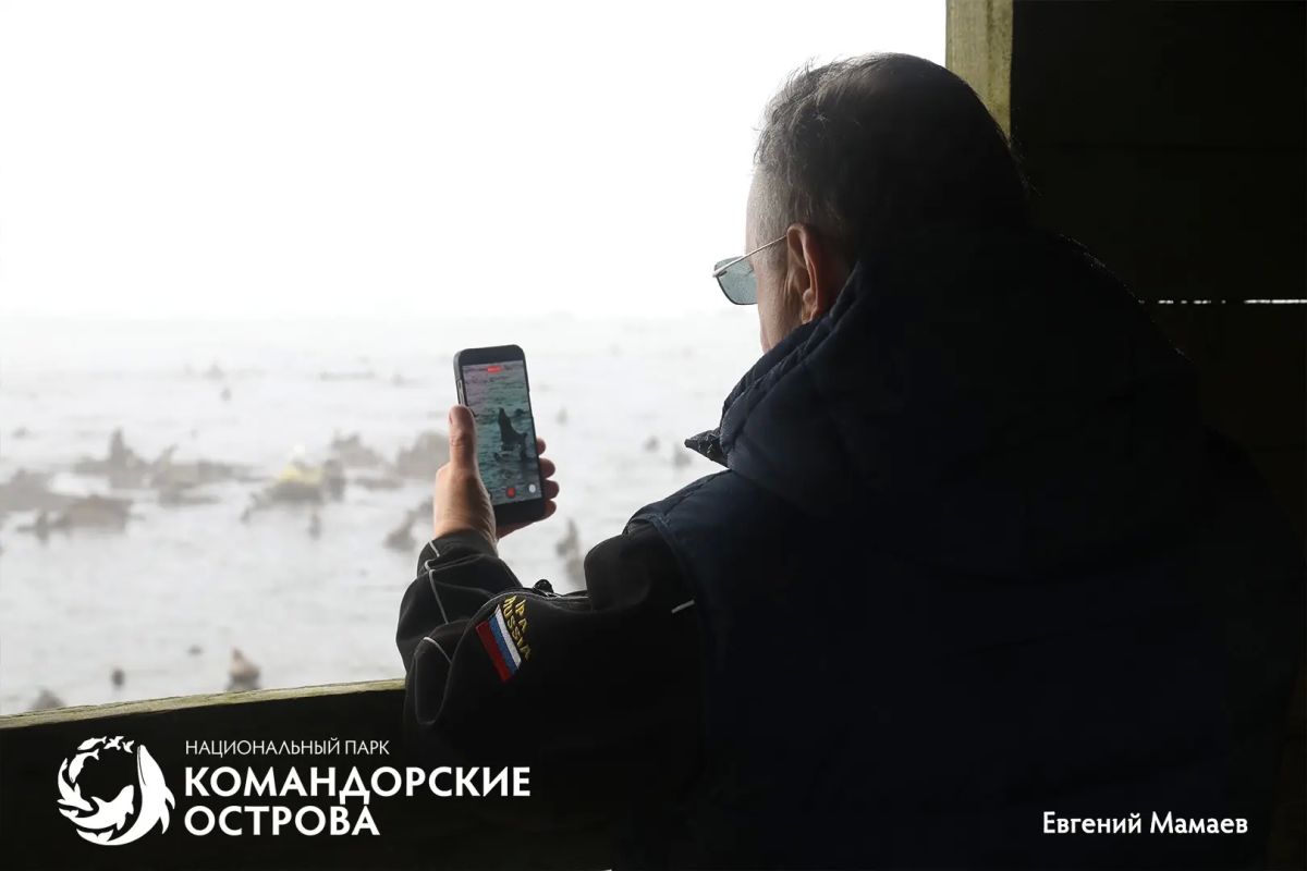 На Командорах гости помогли спасти трёх щенков морского котика из сетей На Командорах гости помогли спасти трёх щенков морского котика из сетей