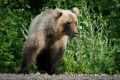 Осторожно, медведь!. В ЕДДС поступило сообщение о возможном появлении медведя в городской черте