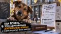 Как понять, что бездомная собака действительно опасна? В Госдуме предлагают чёткие критерии