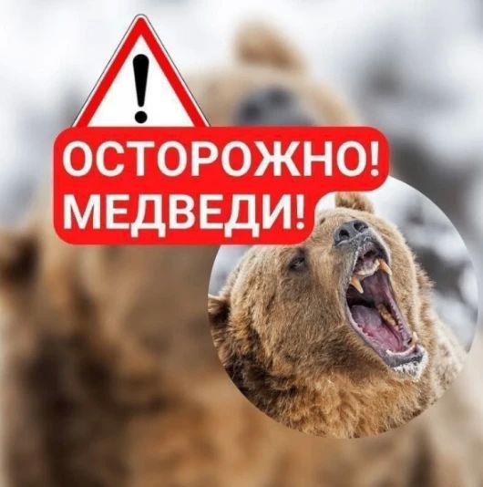 Медведь бродит в вилючинском районе Рыбачий