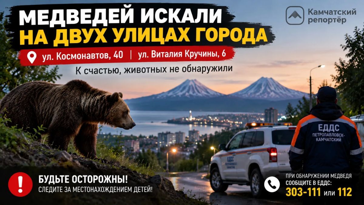 Медведей утром искали сразу на двух улицах Петропавловска