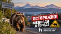 В Петропавловске-Камчатском действует режим повышенной готовности из-за сезонного выхода медведей в городскую черту