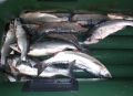 Рыбинспекторы на Камчатке за неделю изъяли более 100 кг браконьерских уловов