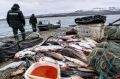 102 кг незаконно добытой рыбы и икры изъяли у браконьеров на Камчатке